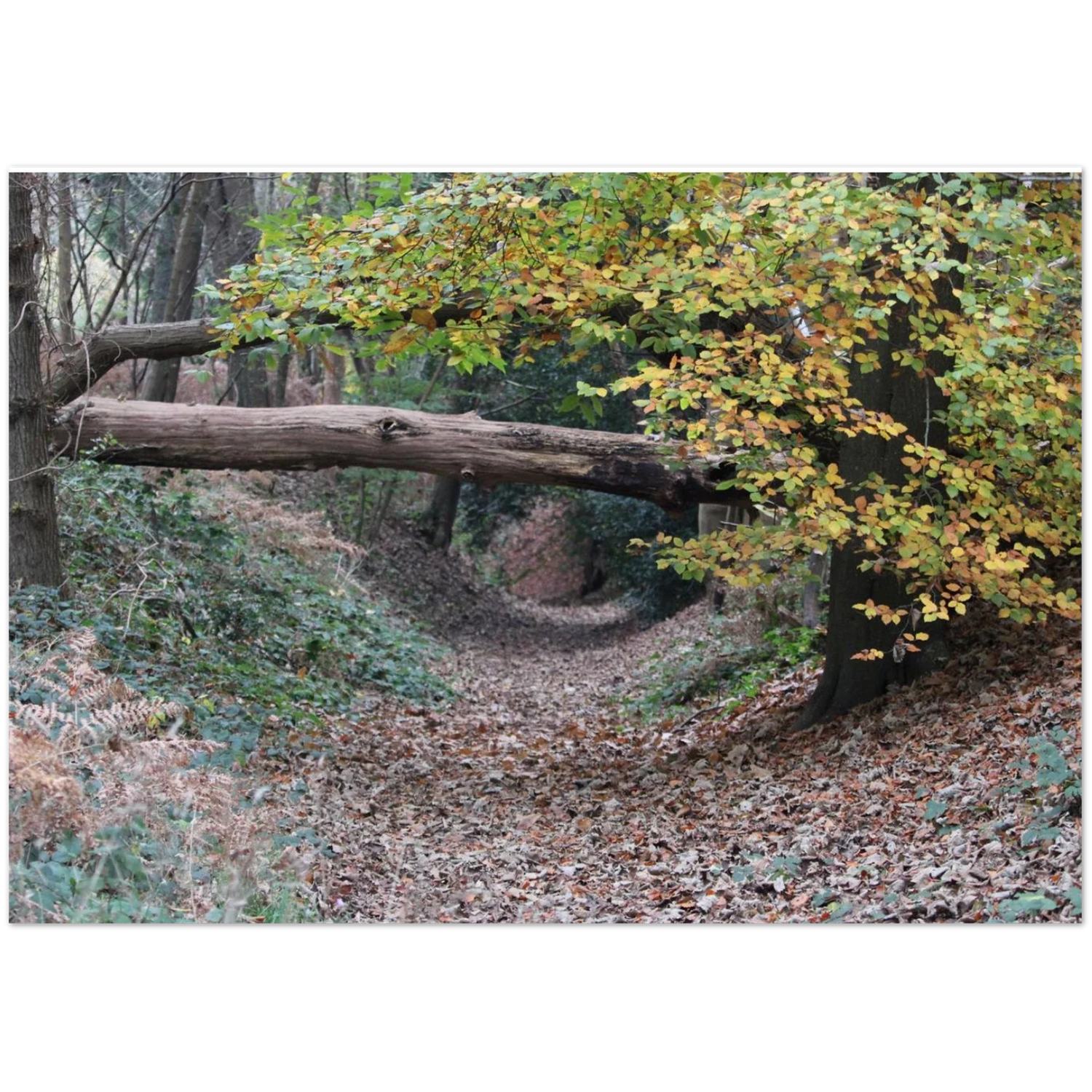 pathway collection