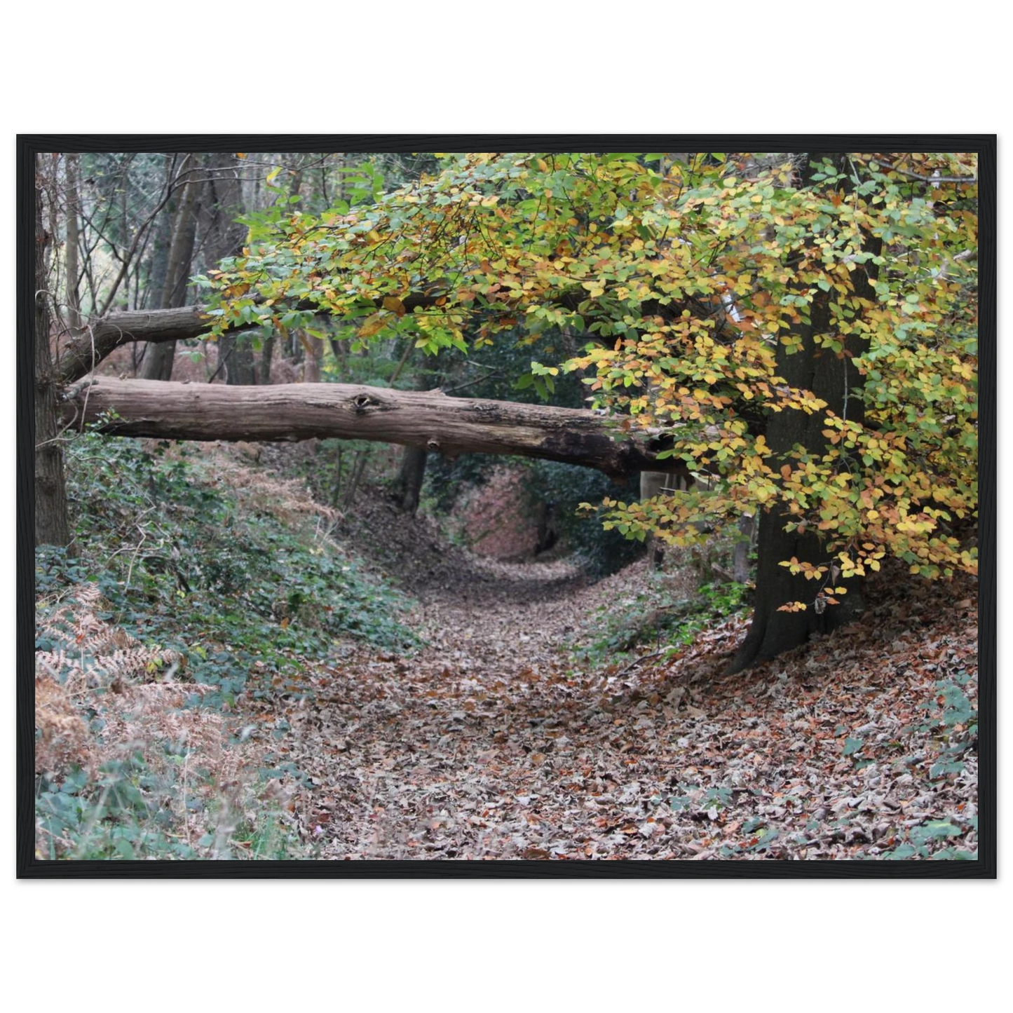 05ae9c71-aef4-4014-bcd0-56da88450f49