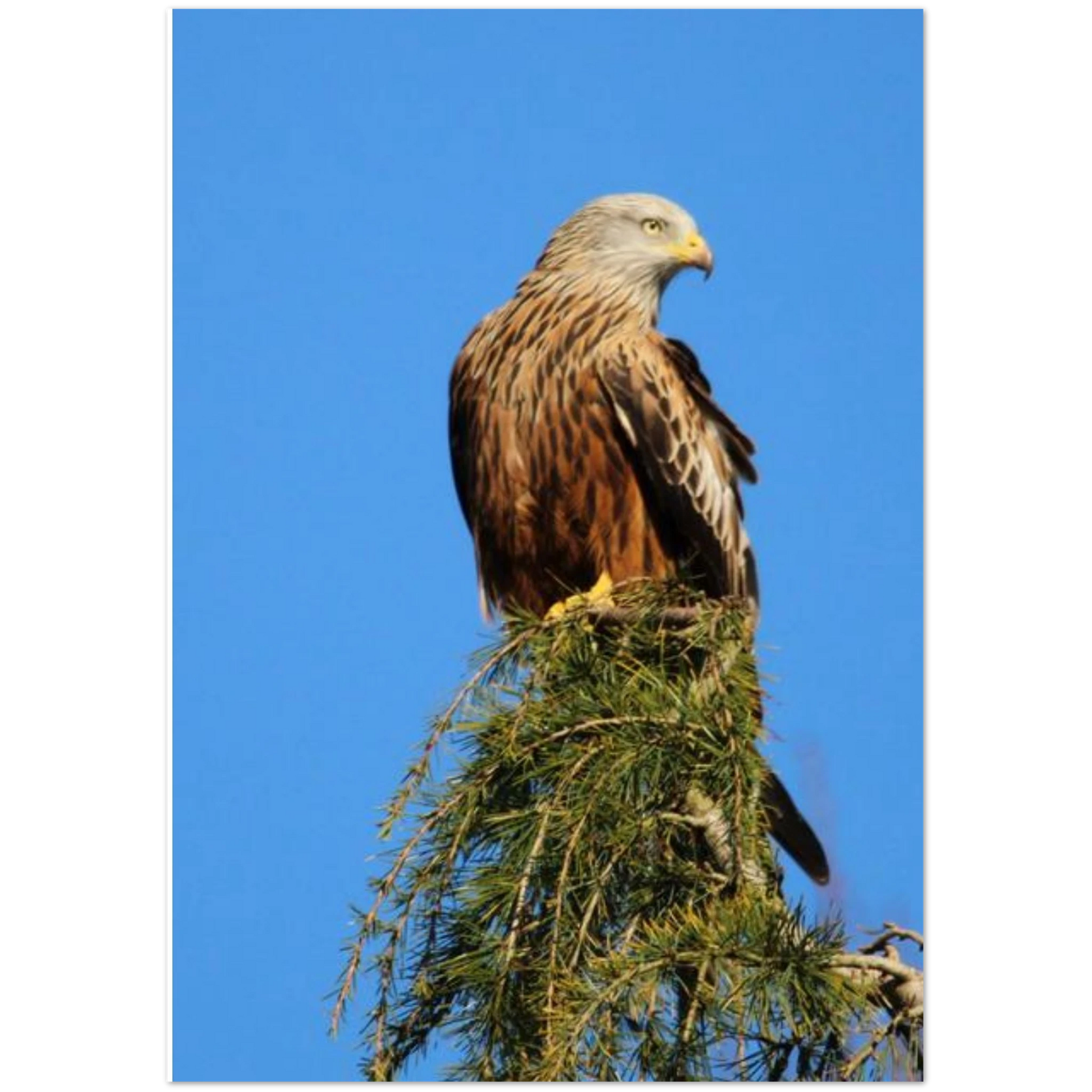 3678f1ab-fa87-4628-8124-6d6a625792d8