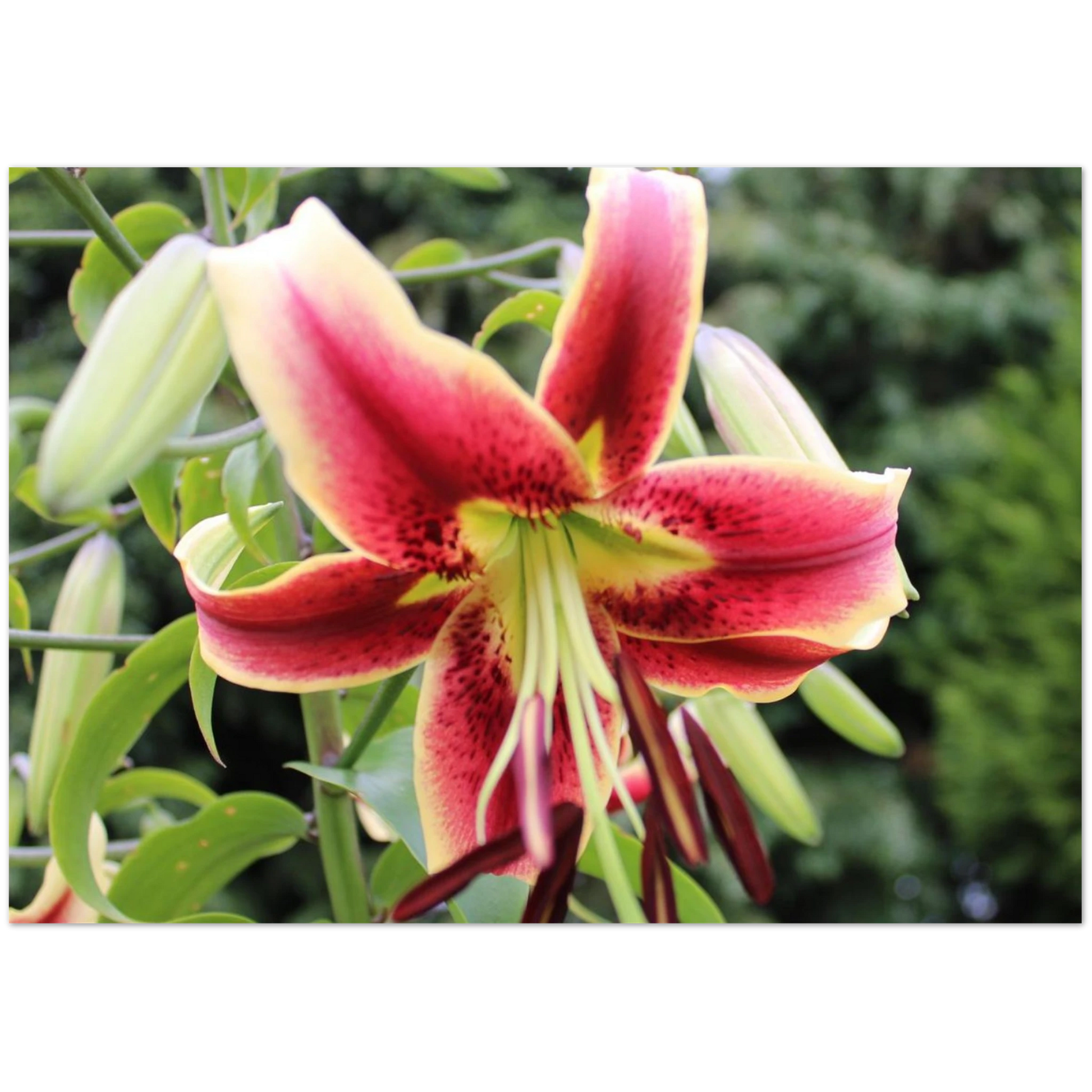 4267305f-7ef2-4ff9-8f80-28c0aefade4b