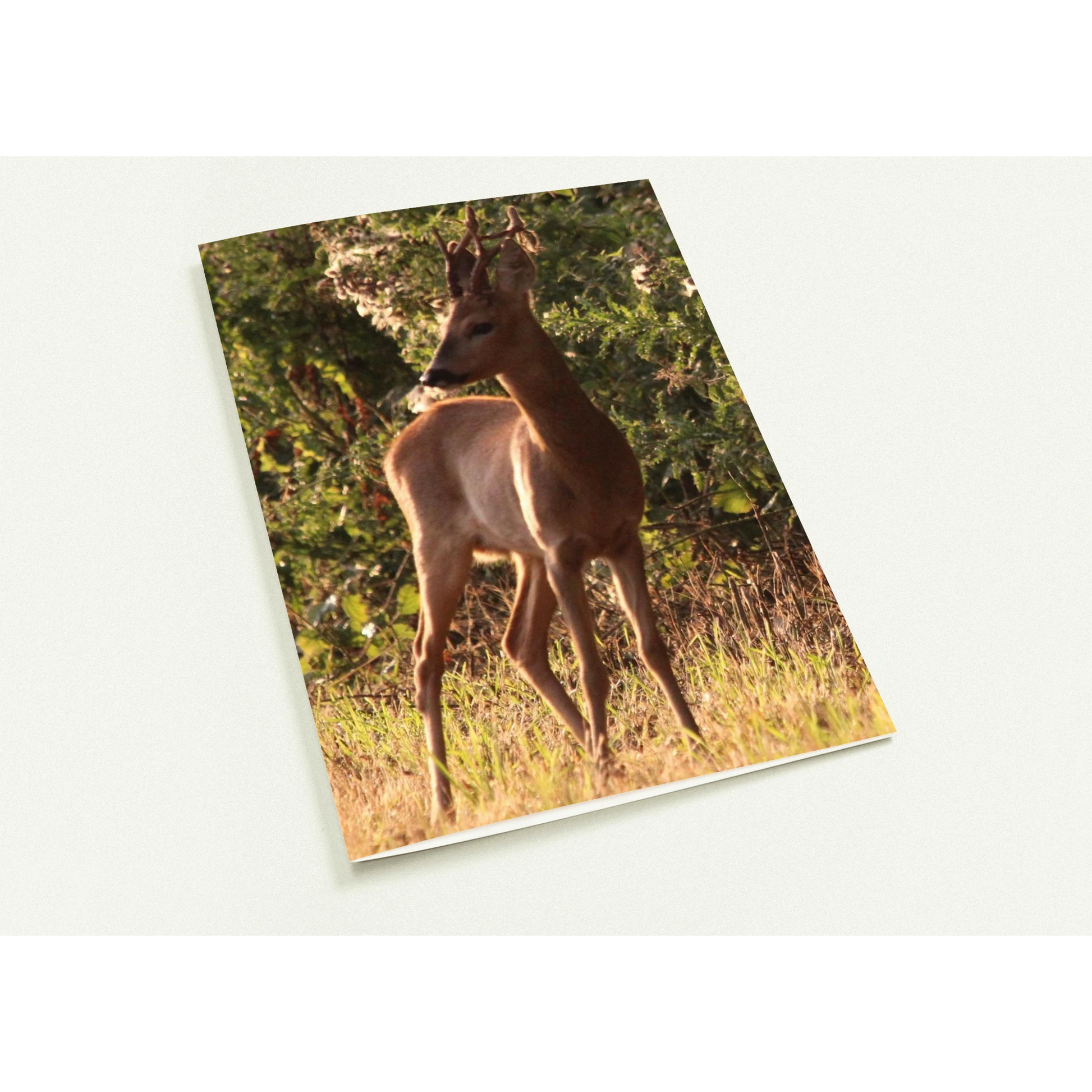 af564ea9-c0f5-4972-846c-476cc13894ed