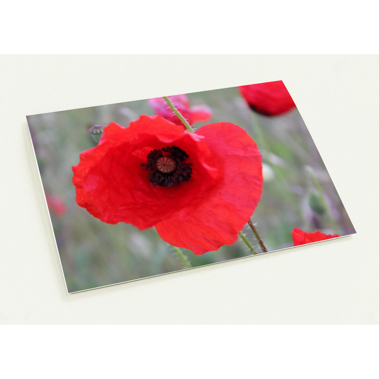 bc517809-48ae-413d-8270-fb869ec7e950