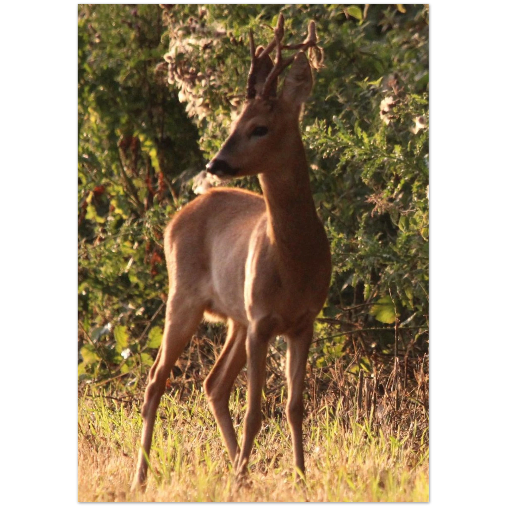 c3b00f14-ee22-4392-806b-e29320567f2e