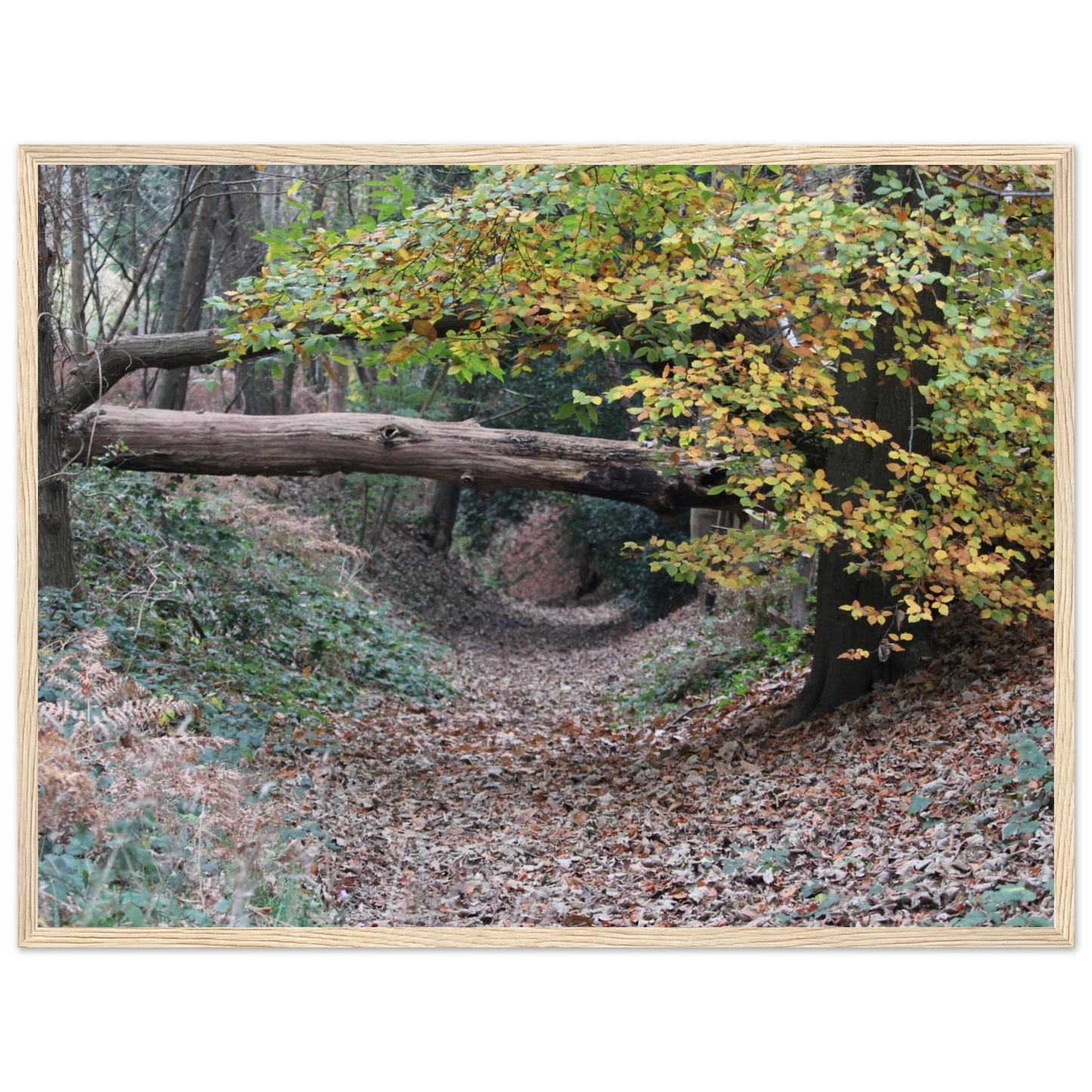 d65e7539-995f-42d3-83a4-405c983ce261