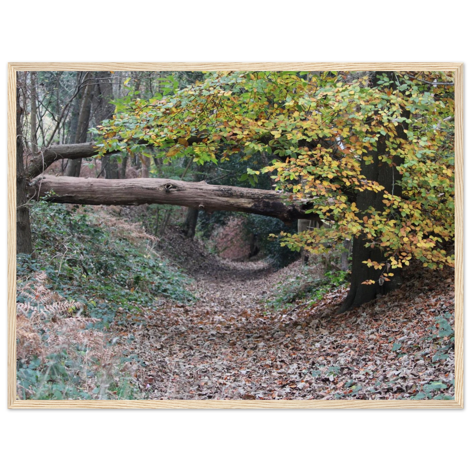 d65e7539-995f-42d3-83a4-405c983ce261